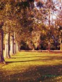 /album/automne/aller-darbre-jpg/